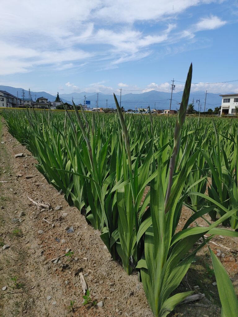 グラジオラス収穫間近